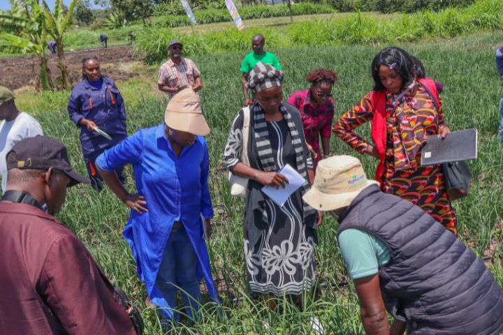 ONION REDSANGA F1 RE-LAUNCH & FARMERS TRAINING (FEBRUARY 2025)